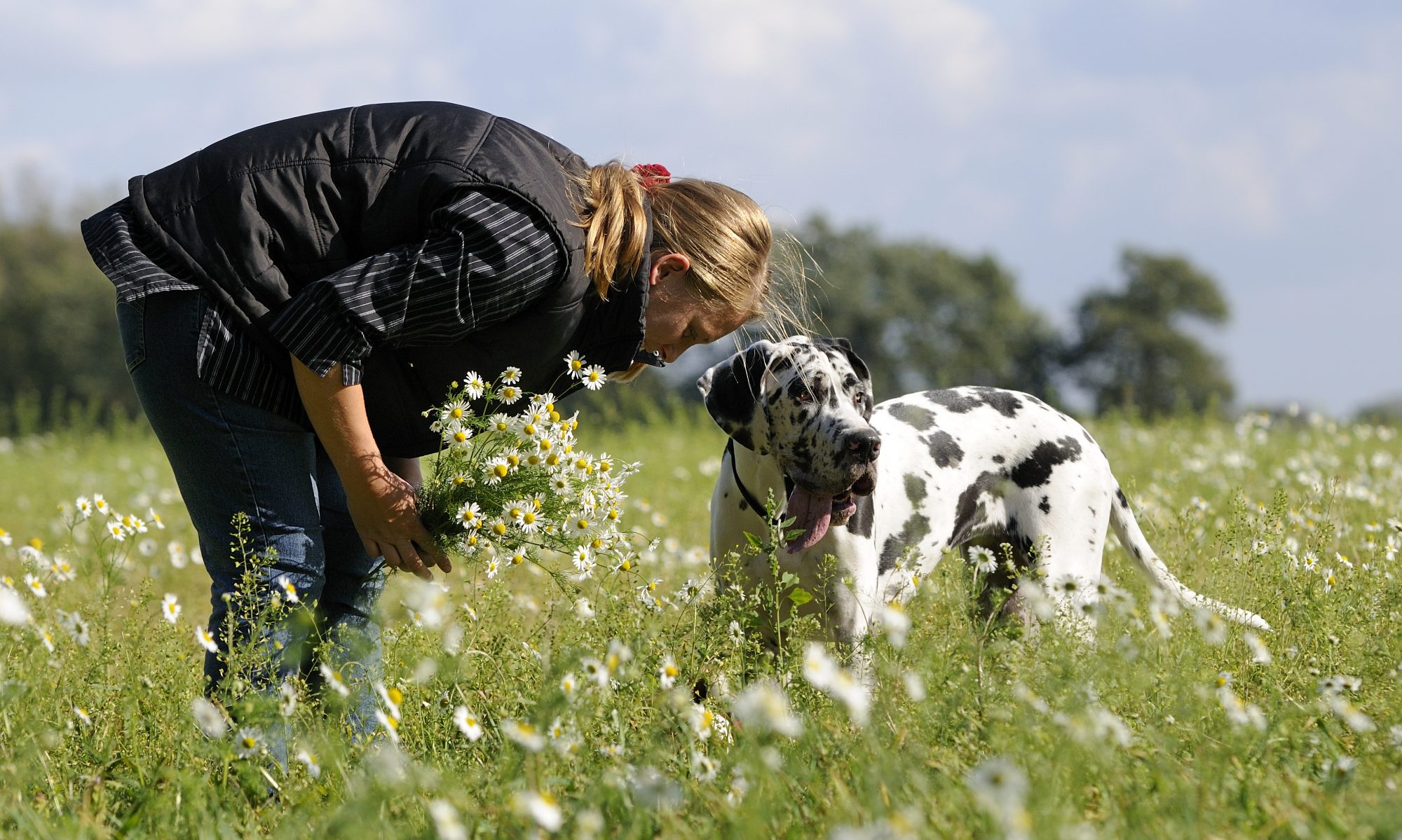 DOGGEN.dog – Deutsche Doggen zur Burg Davensberg